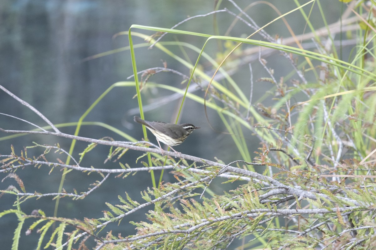 ミナミミズツグミ／キタミズツグミ - ML644472834