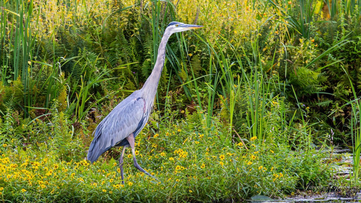 herodiashegre - ML644472838