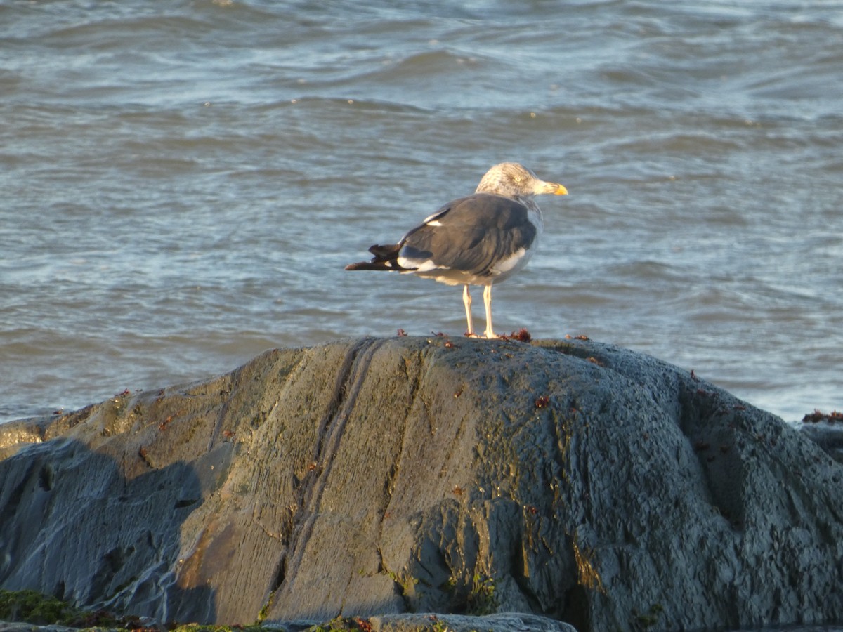 Бэсрэг цахлай - ML644472841