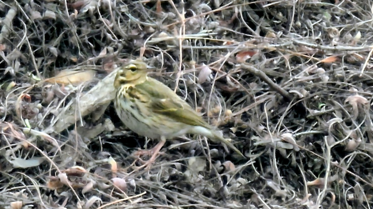 Olive-backed Pipit - ML644472844
