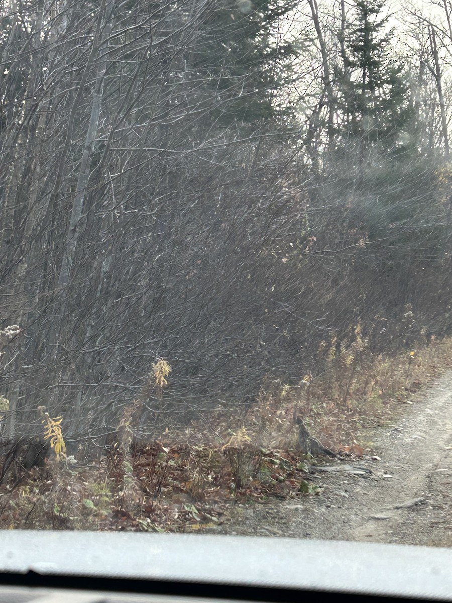 jeřábek kanadský - ML644472845