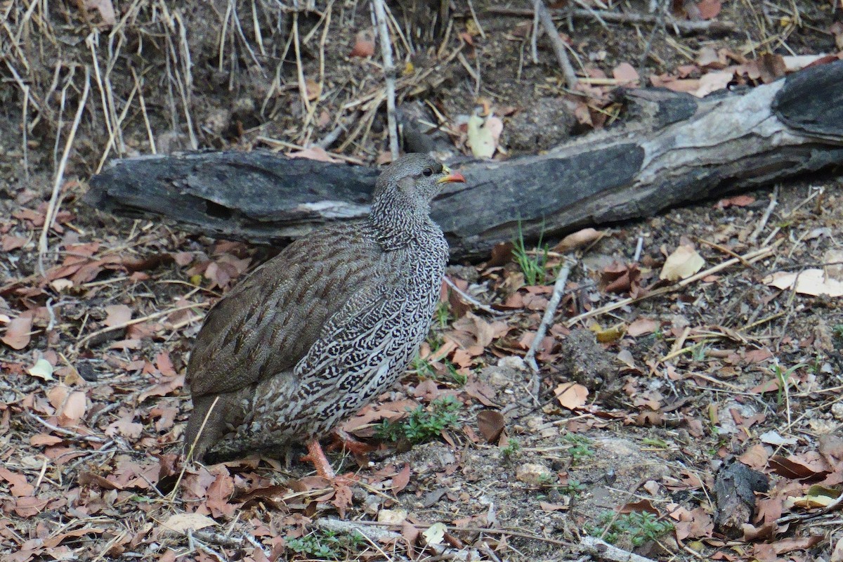 Natal Spurfowl - ML644472847