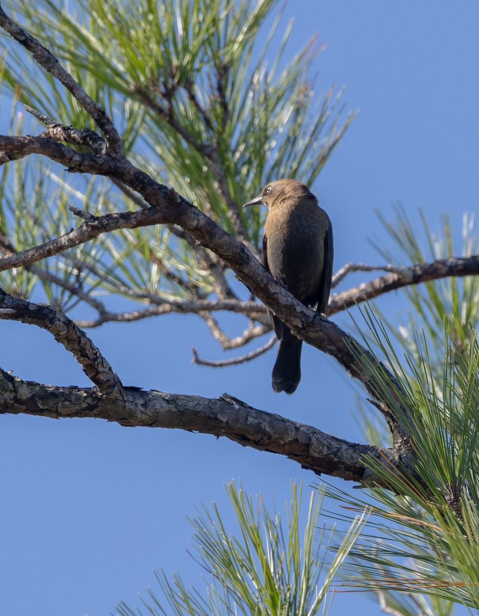 Rusty Blackbird - ML644472848