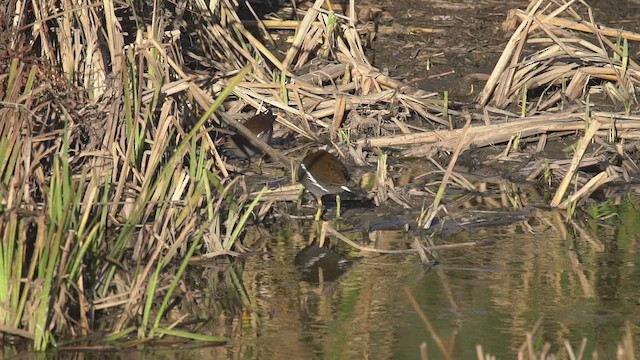 Gallinule poule-d'eau - ML644472855
