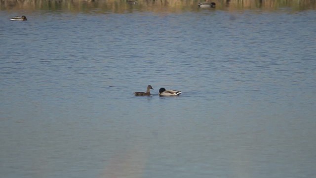 Canard colvert - ML644472877