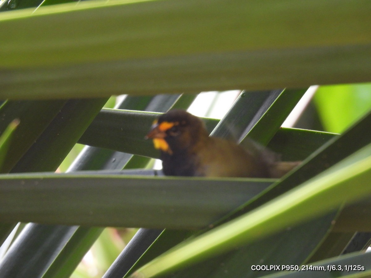 Yellow-faced Grassquit - ML644472903