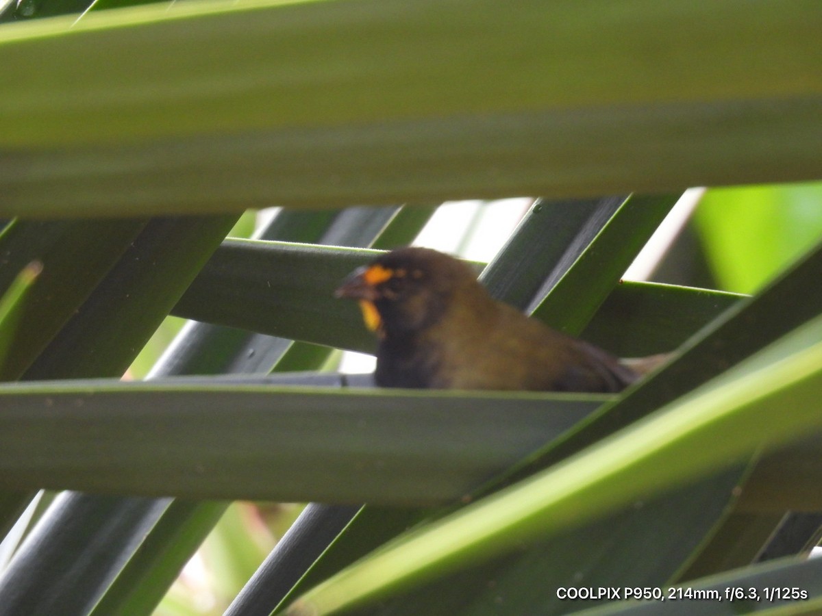 Yellow-faced Grassquit - ML644472904