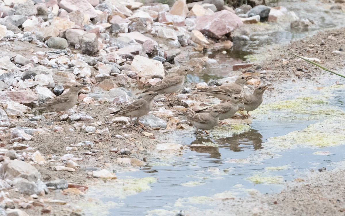 Горобець короткопалий - ML644472918