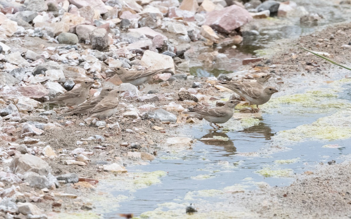 Горобець короткопалий - ML644472919