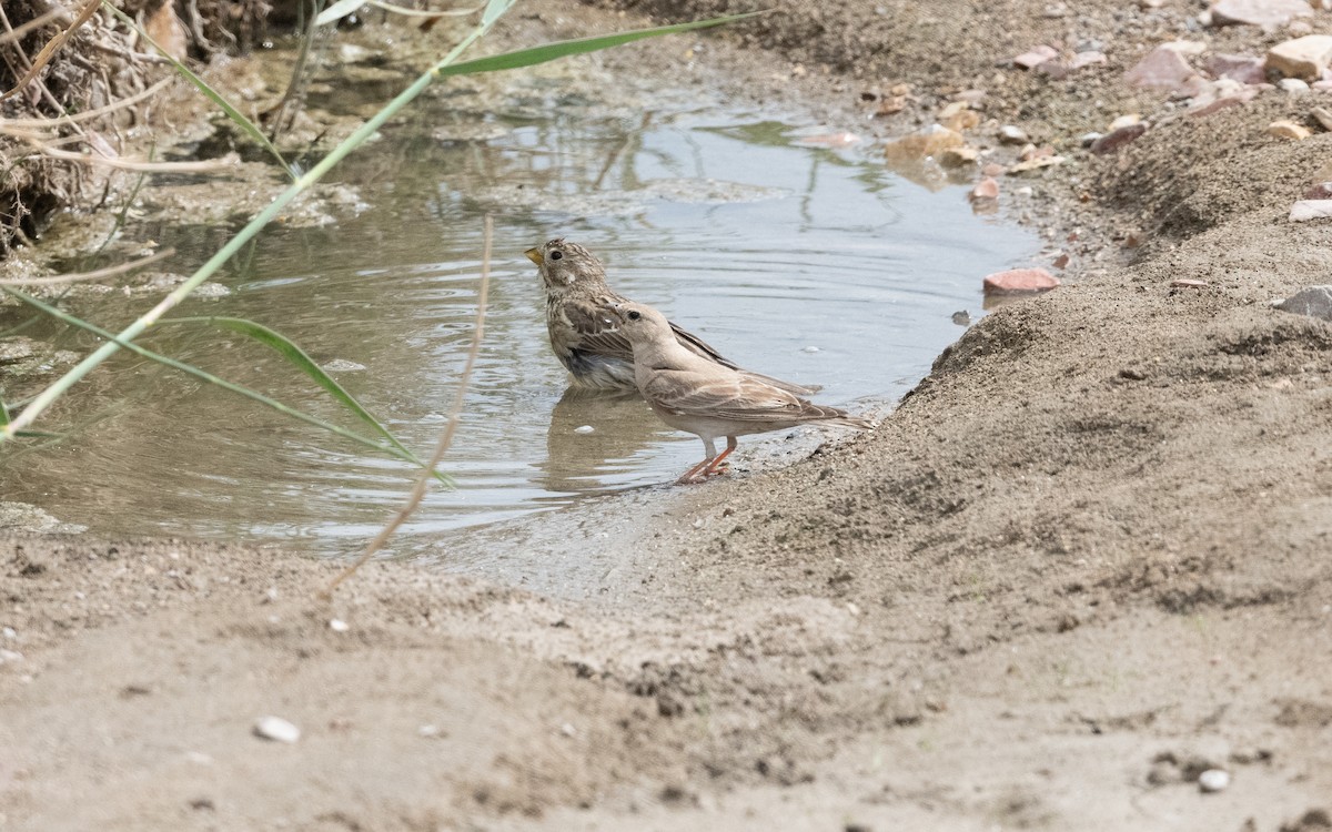 Горобець короткопалий - ML644472921