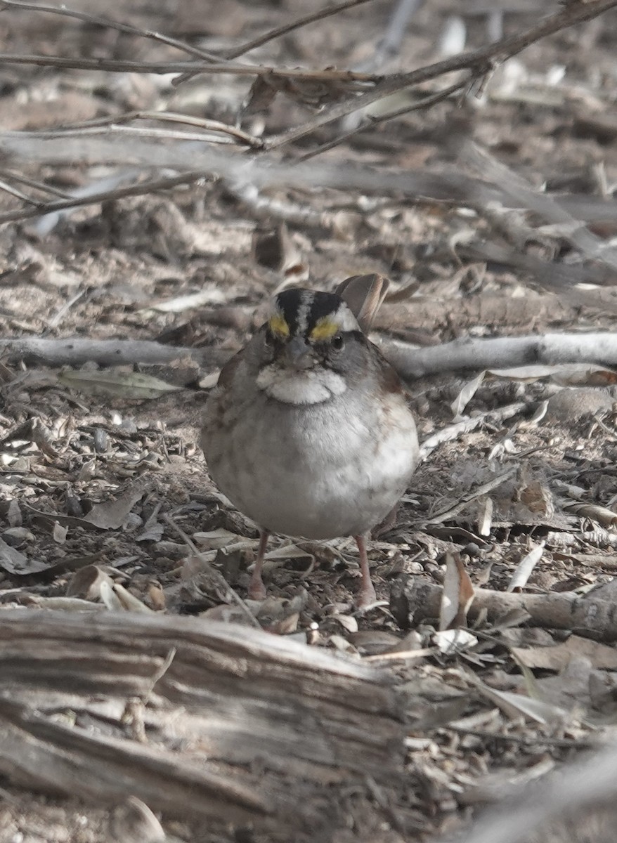 White-throated Sparrow - ML644472923