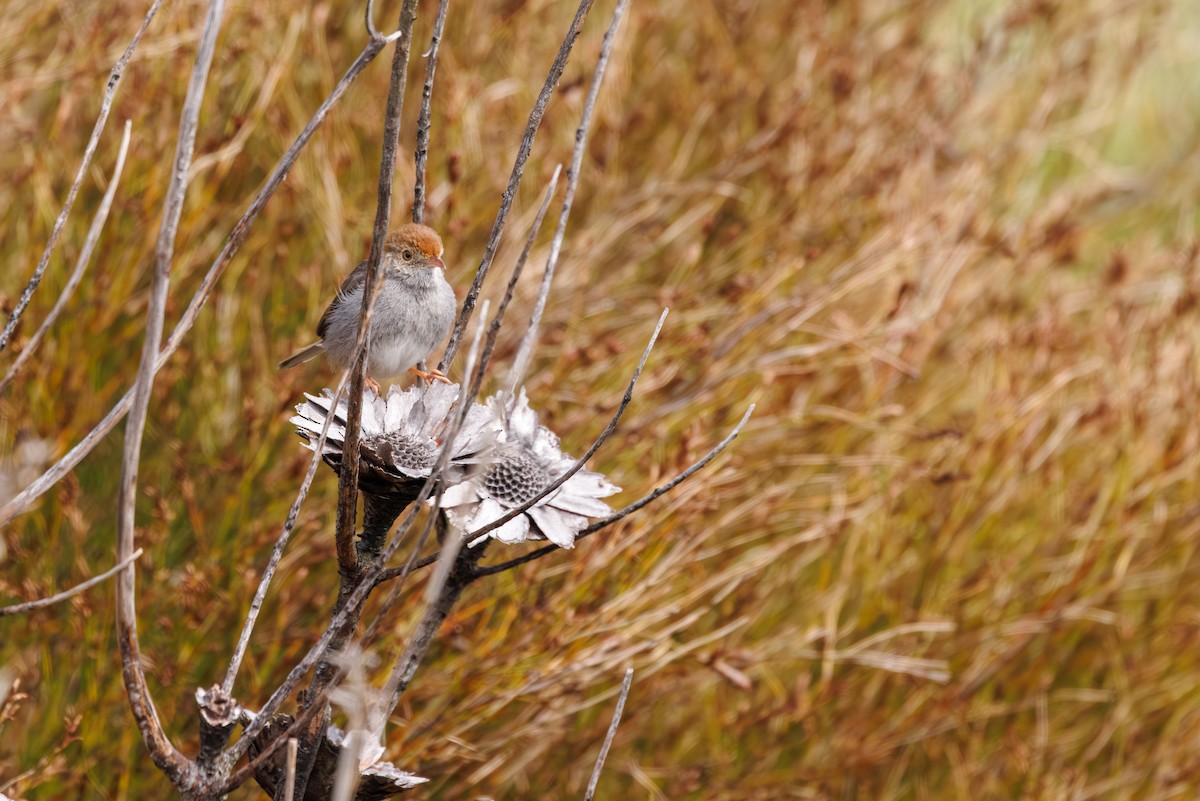 Cisticole à couronne rousse - ML644472928