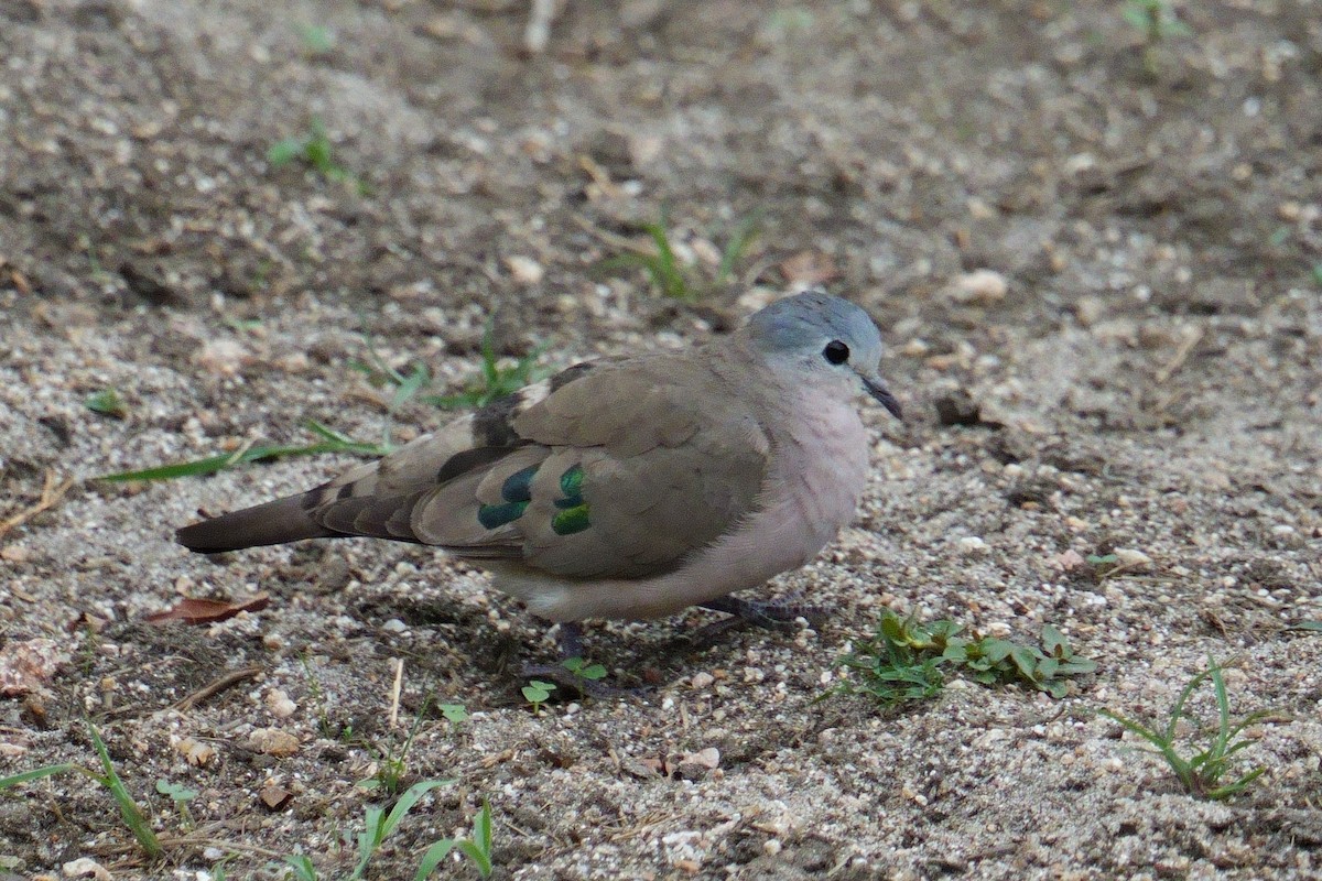 hrdlička zelenoskvrnná - ML644472944