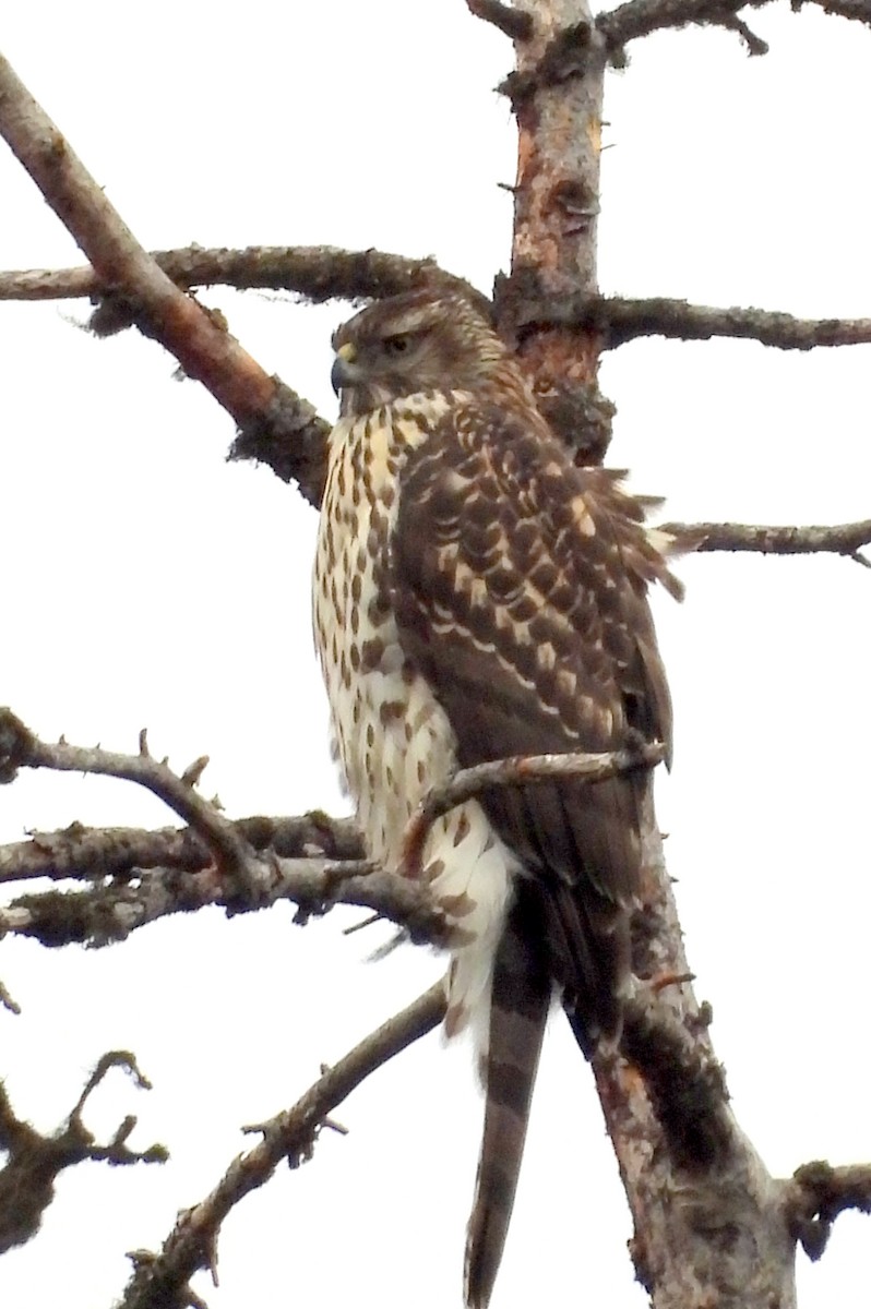 Aztore iparramerikarra - ML644472953