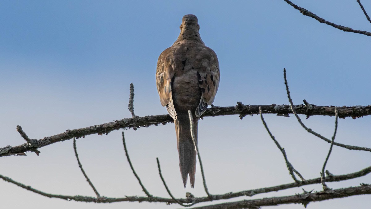 sørgedue - ML644472955