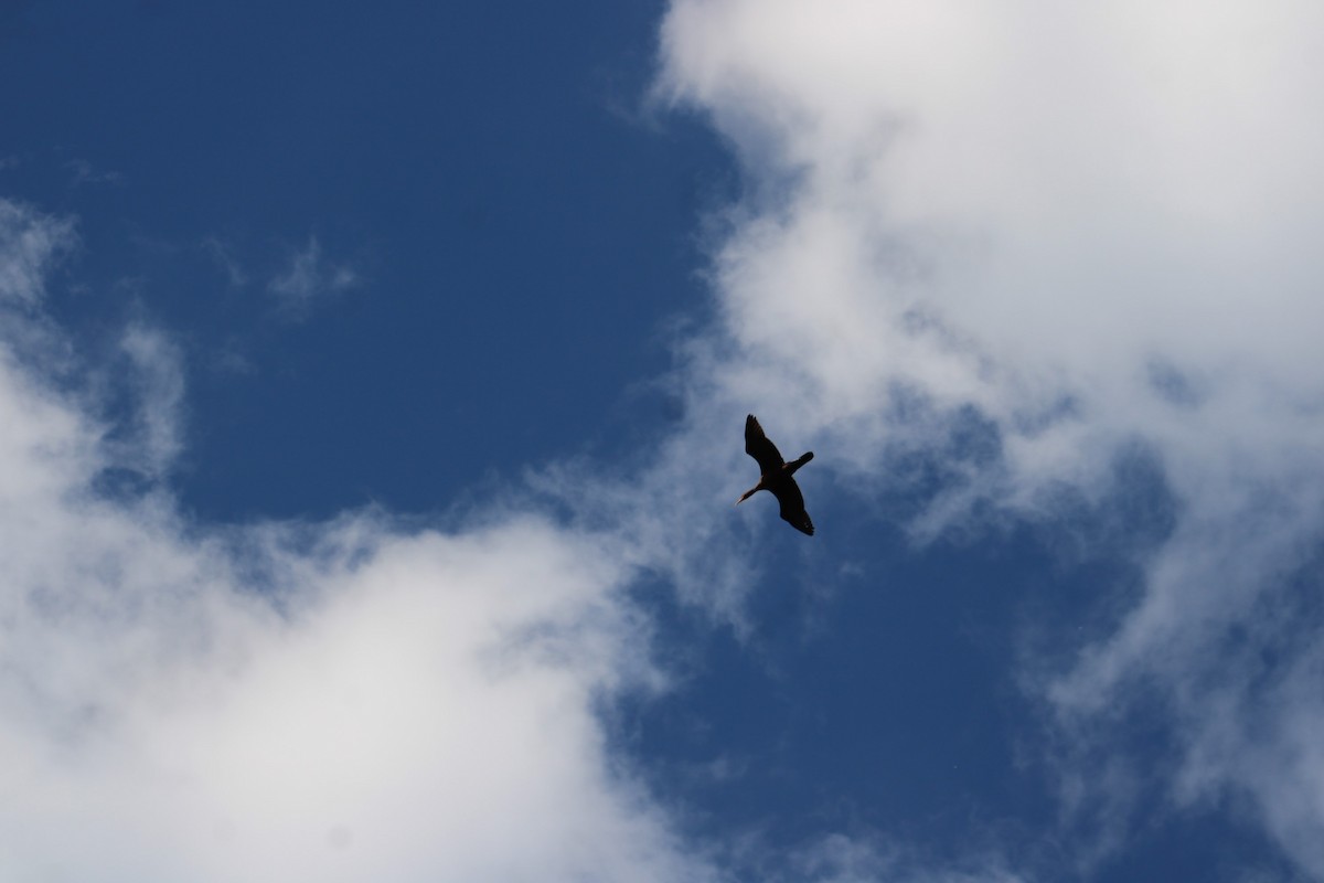 Double-crested Cormorant - ML644472960
