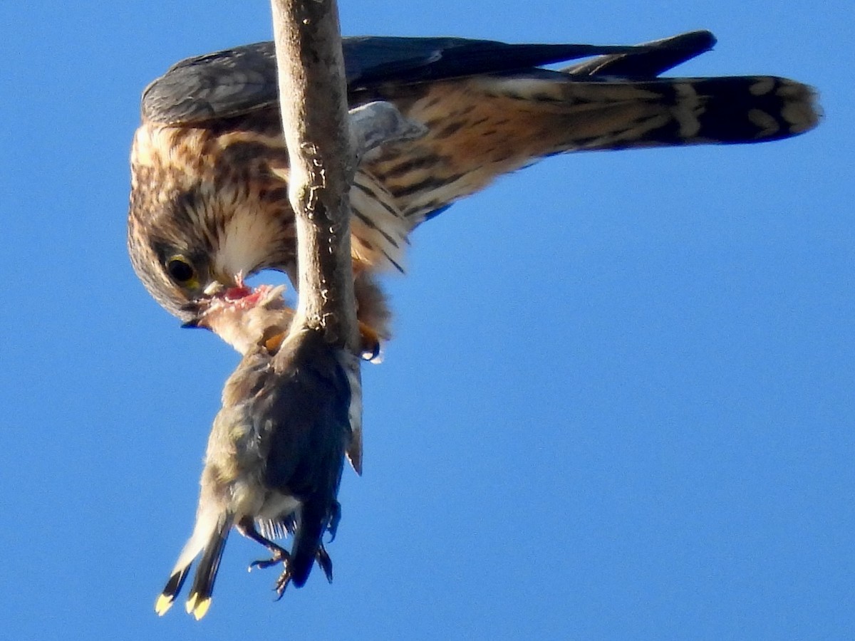 Merlin - ML644472963