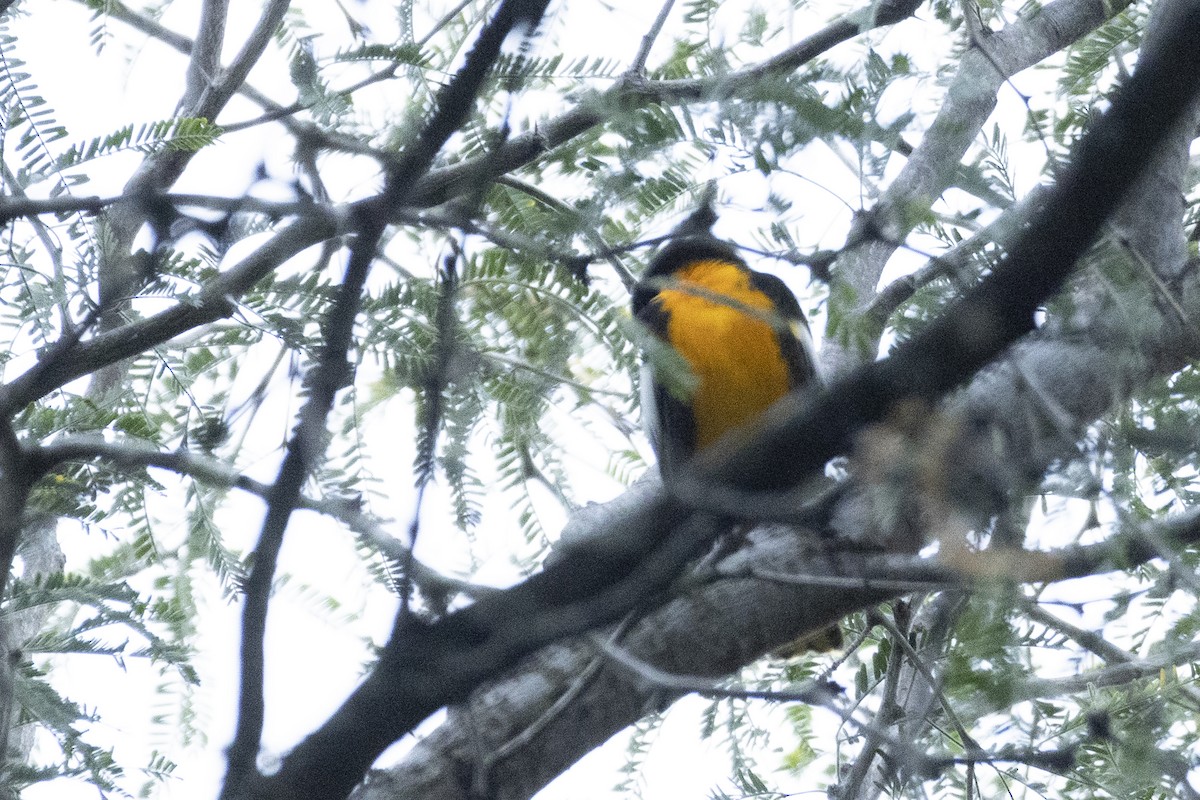 Hepatic Tanager - ML644472978