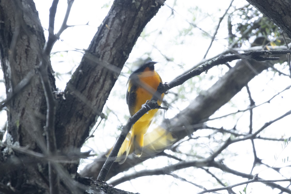 Hepatic Tanager - ML644472979