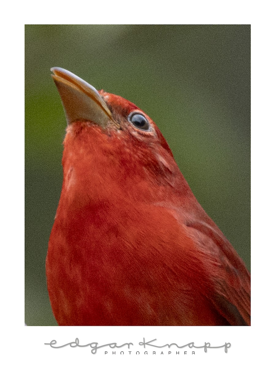 Summer Tanager - ML644472990