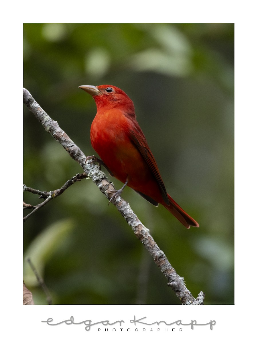 Summer Tanager - ML644472991