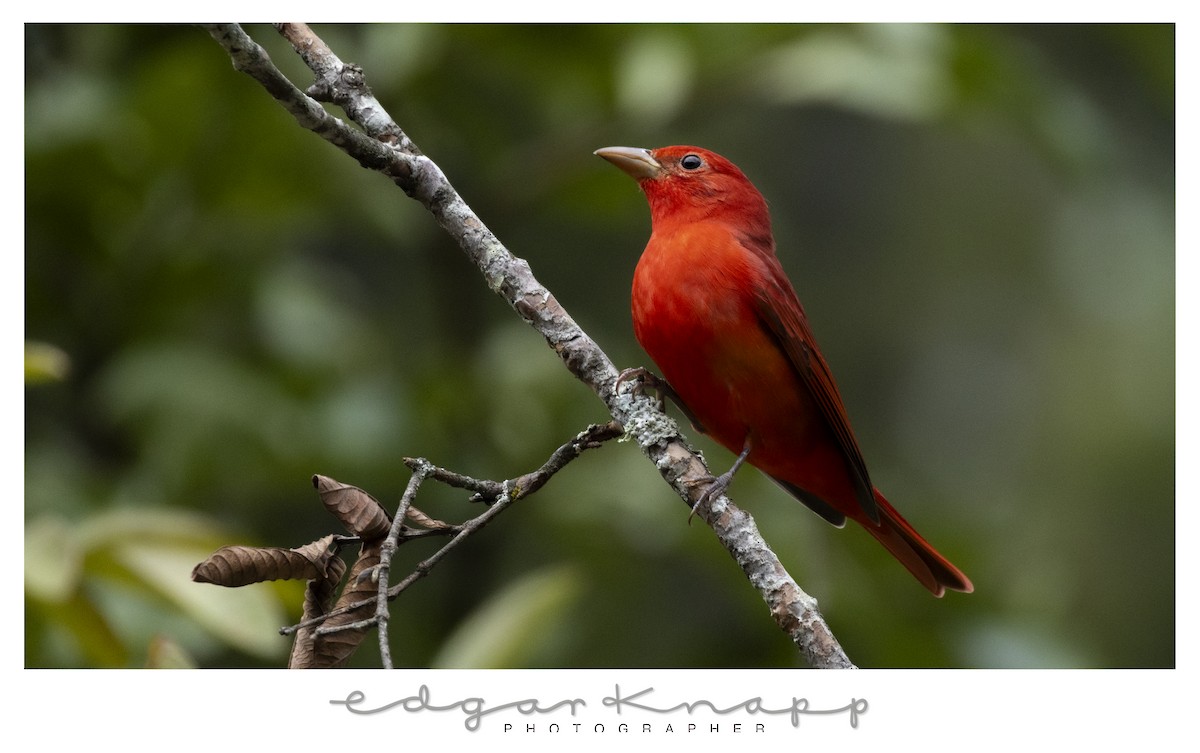 Summer Tanager - ML644472992