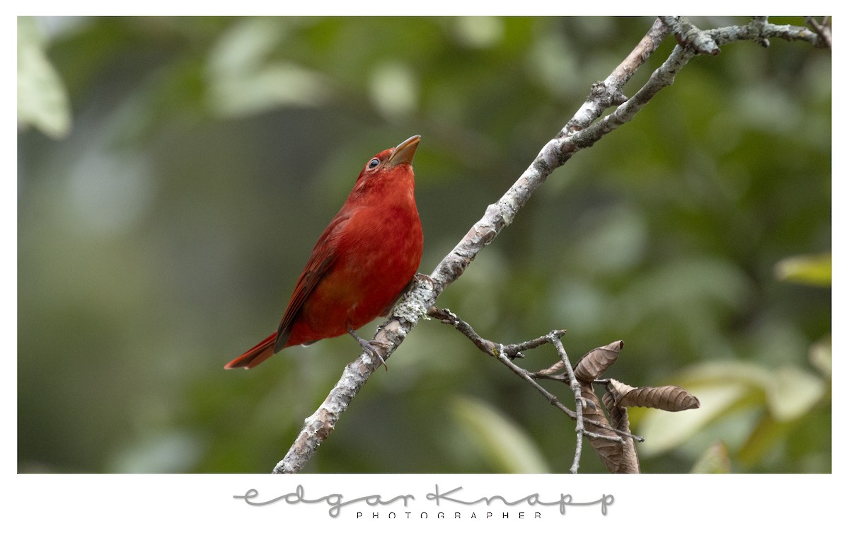 Summer Tanager - ML644472993
