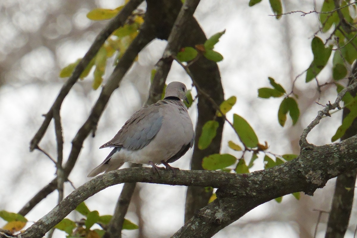 Ring-necked Dove - ML644472994