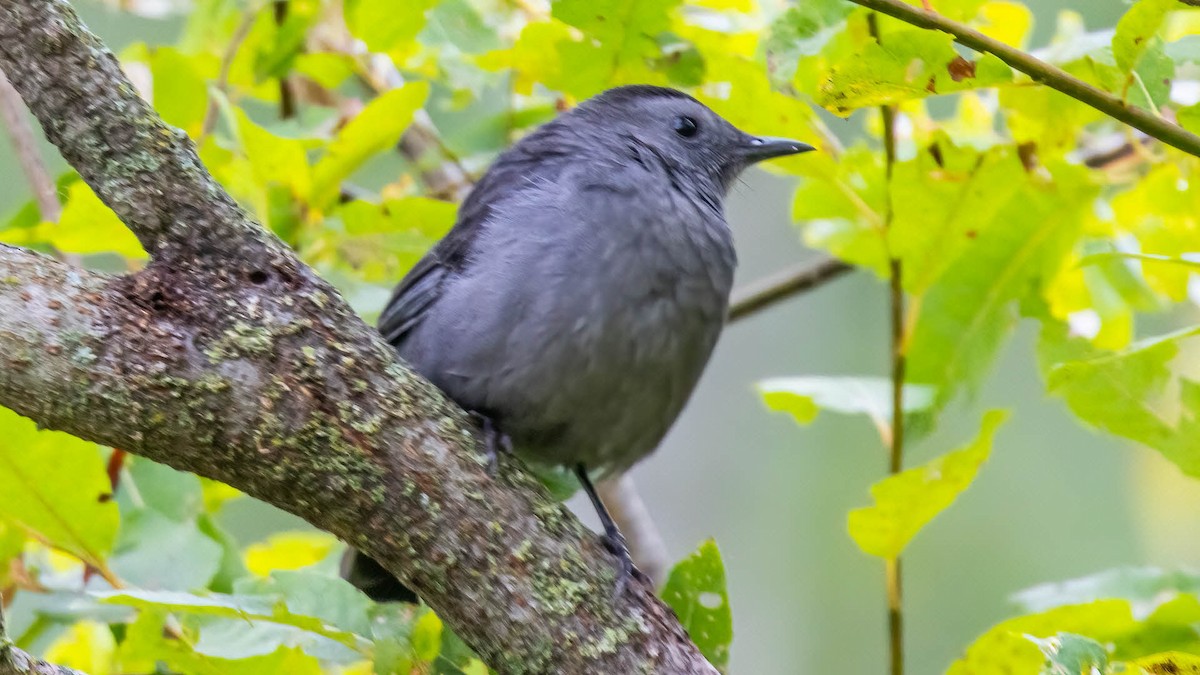 kattespottefugl - ML644473004