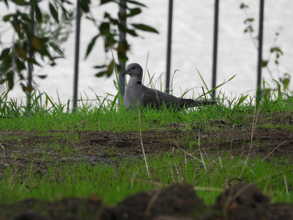 hrdlička zahradní - ML644473005