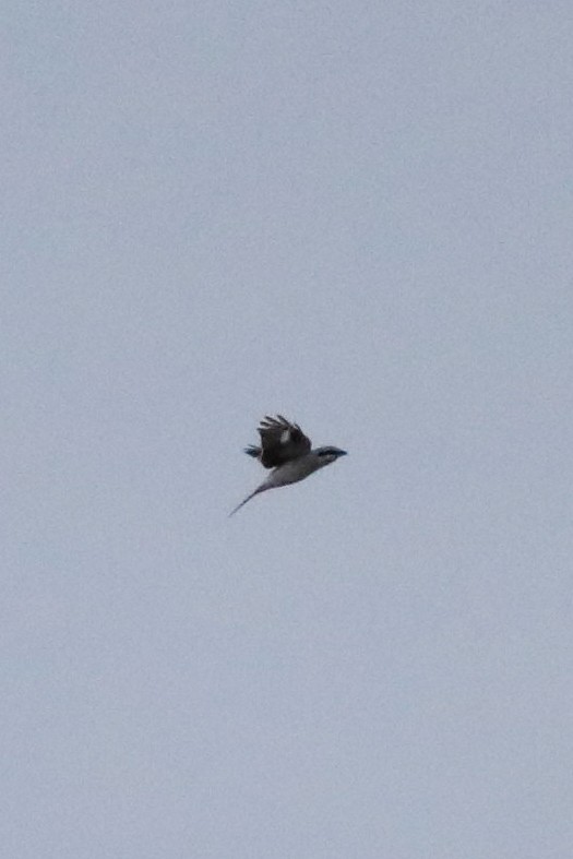 Taigaraubwürger - ML644473006