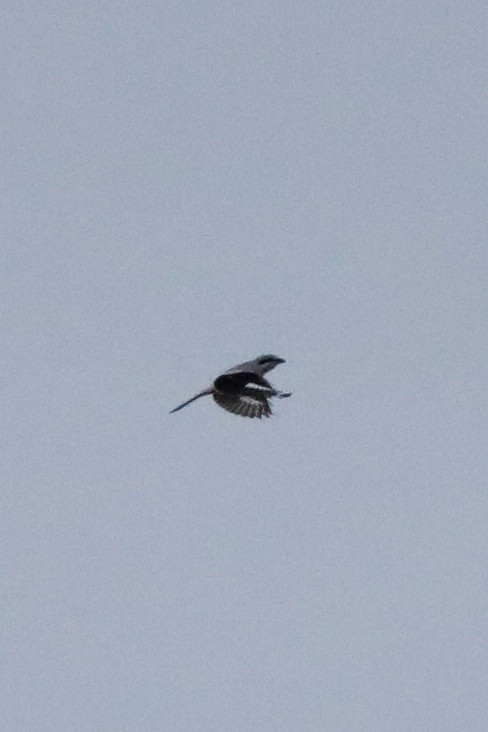 Taigaraubwürger - ML644473007