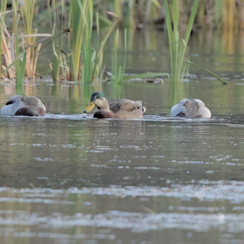 Mallard x American Black Duck (hybrid) - ML644473008