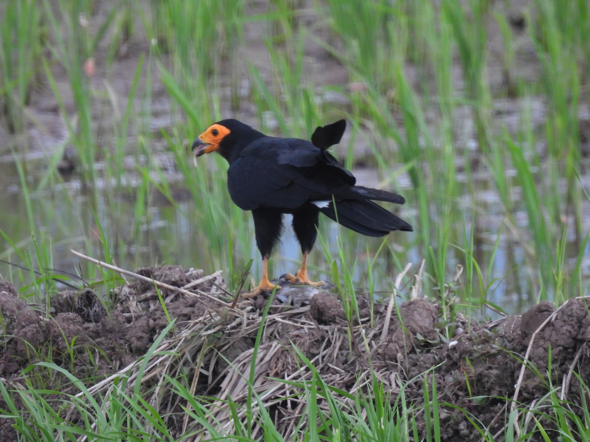 Siyah Karakara - ML644473018