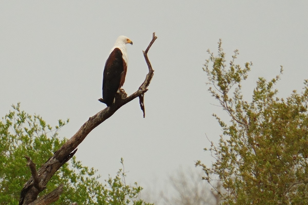 African Fish-Eagle - ML644473019
