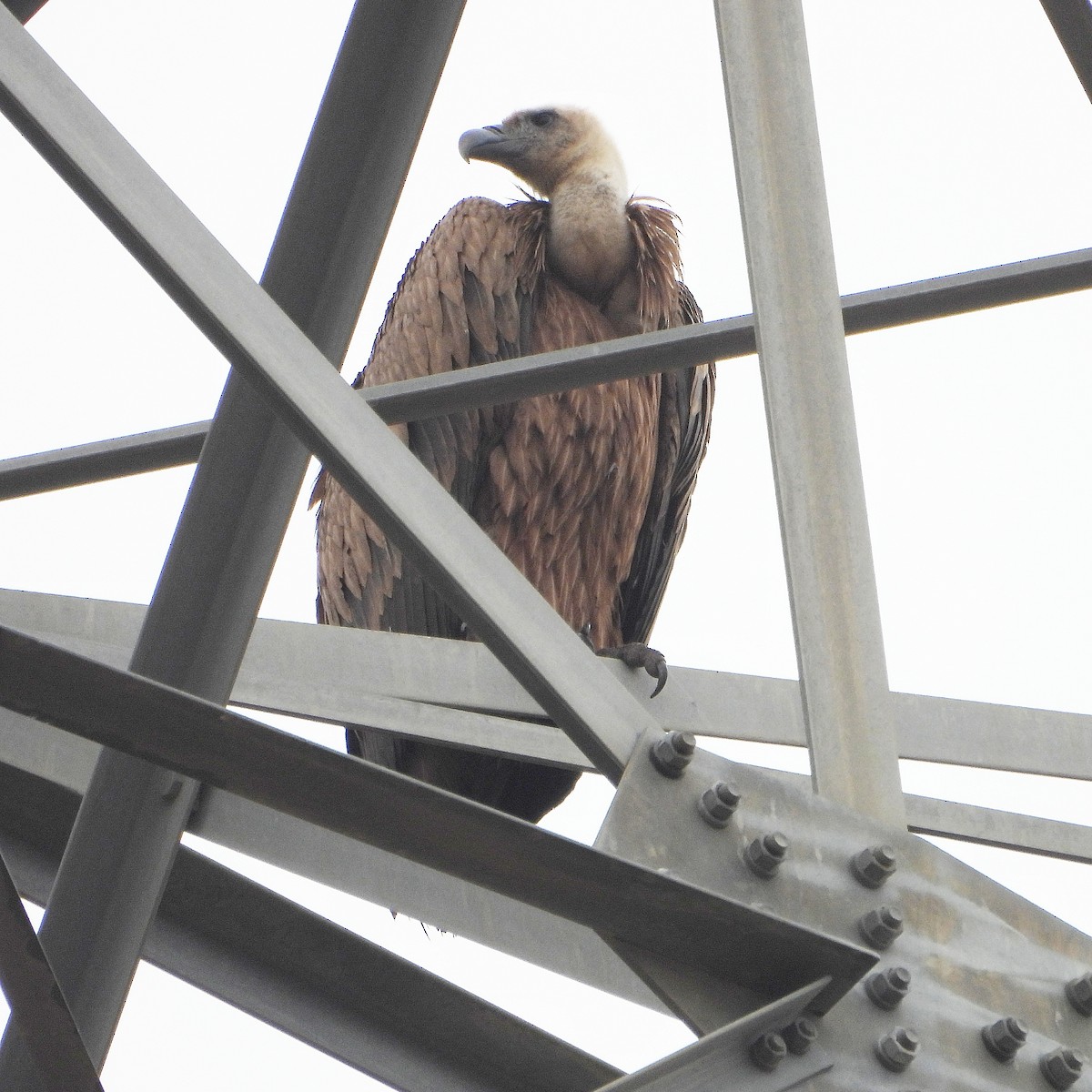 Kızıl Akbaba - ML644473031