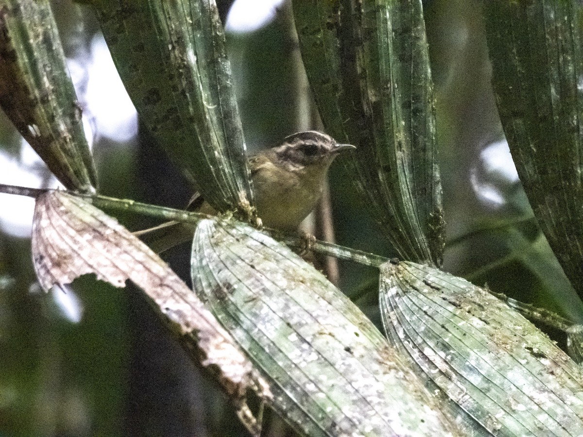 Three-striped Warbler - ML644473033