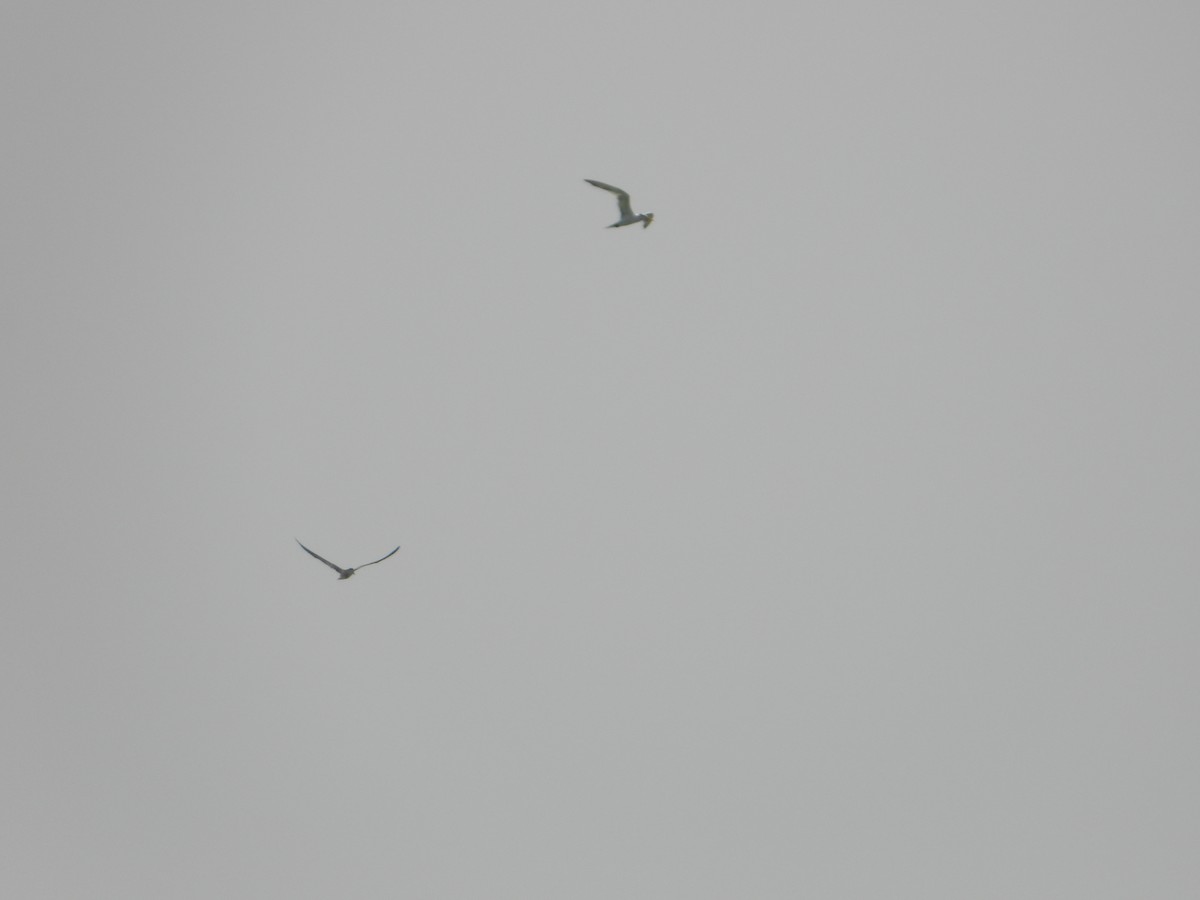 Great Crested Tern - ML644473050