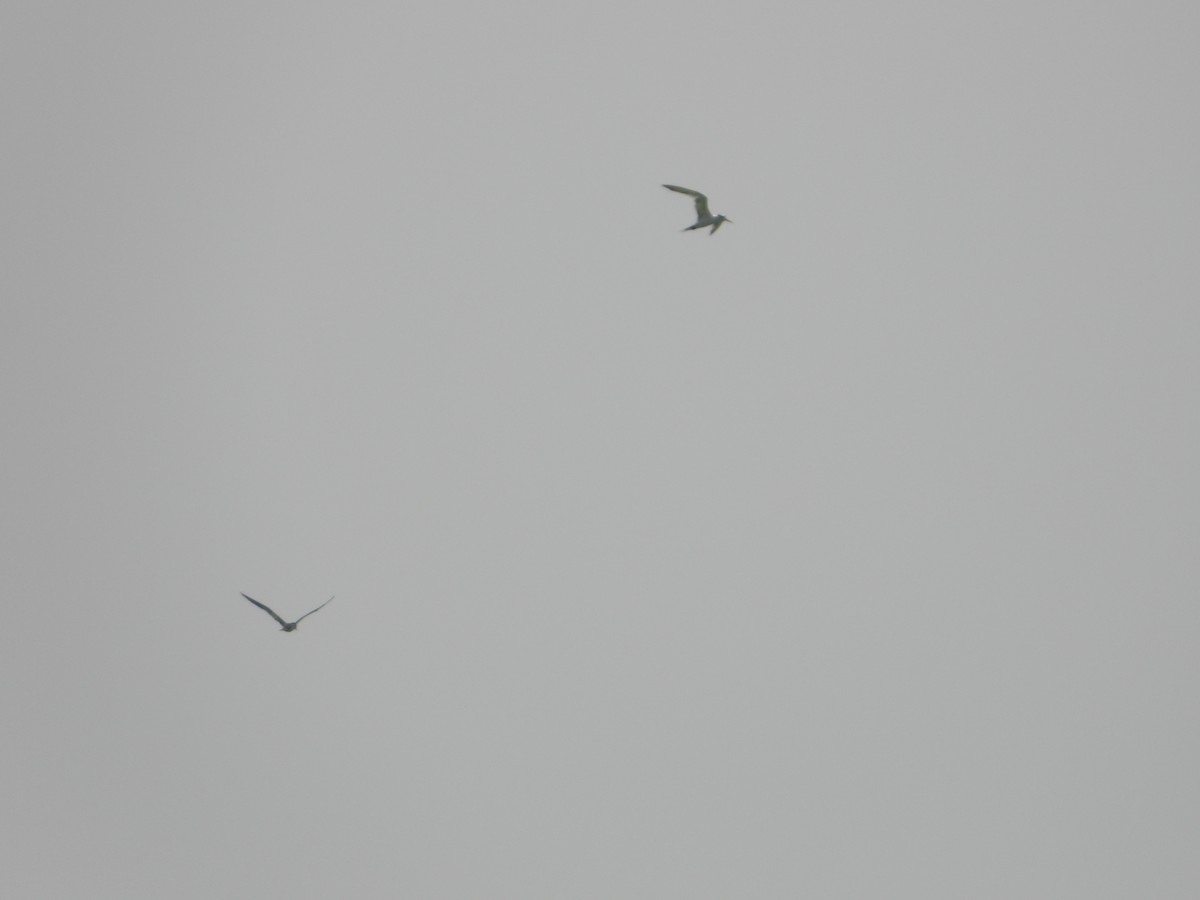 Great Crested Tern - ML644473051