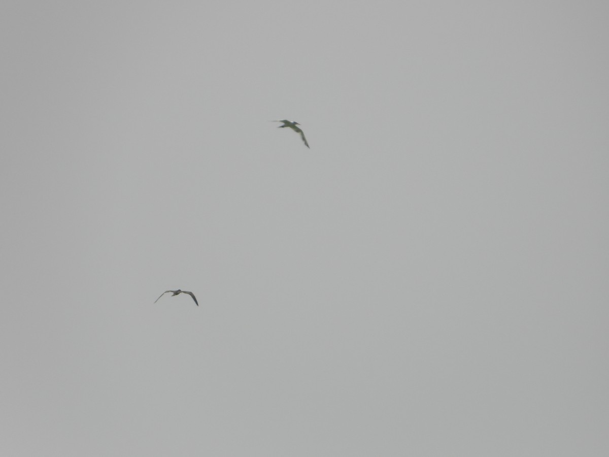 Great Crested Tern - ML644473052