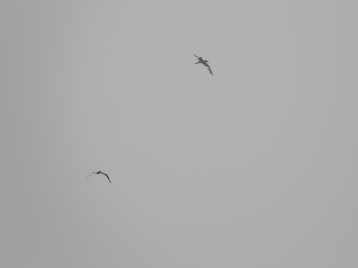 Great Crested Tern - ML644473053
