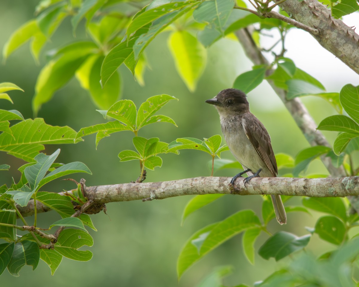 Bécarde à gorge rose - ML644473055