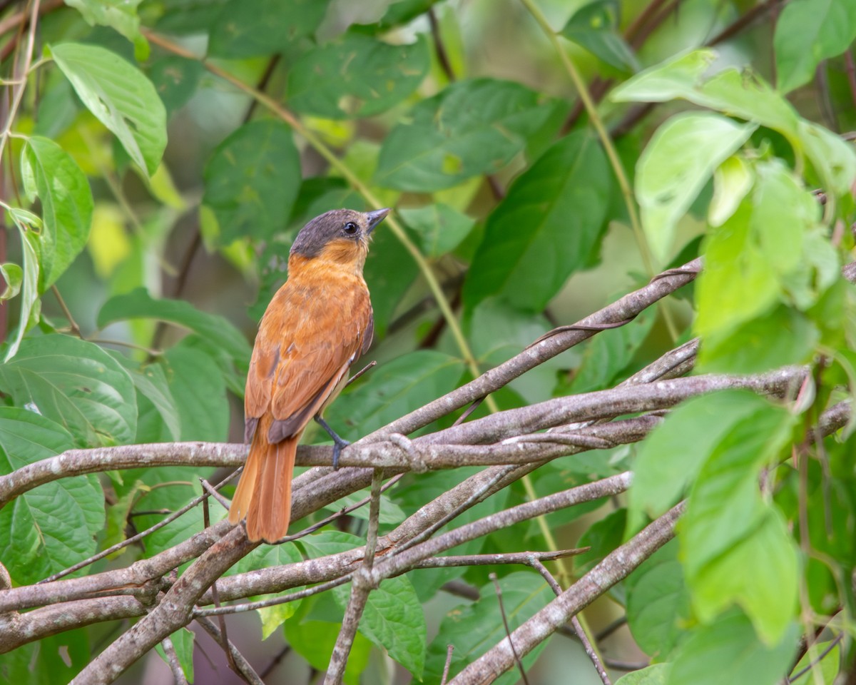 Bécarde à gorge rose - ML644473056