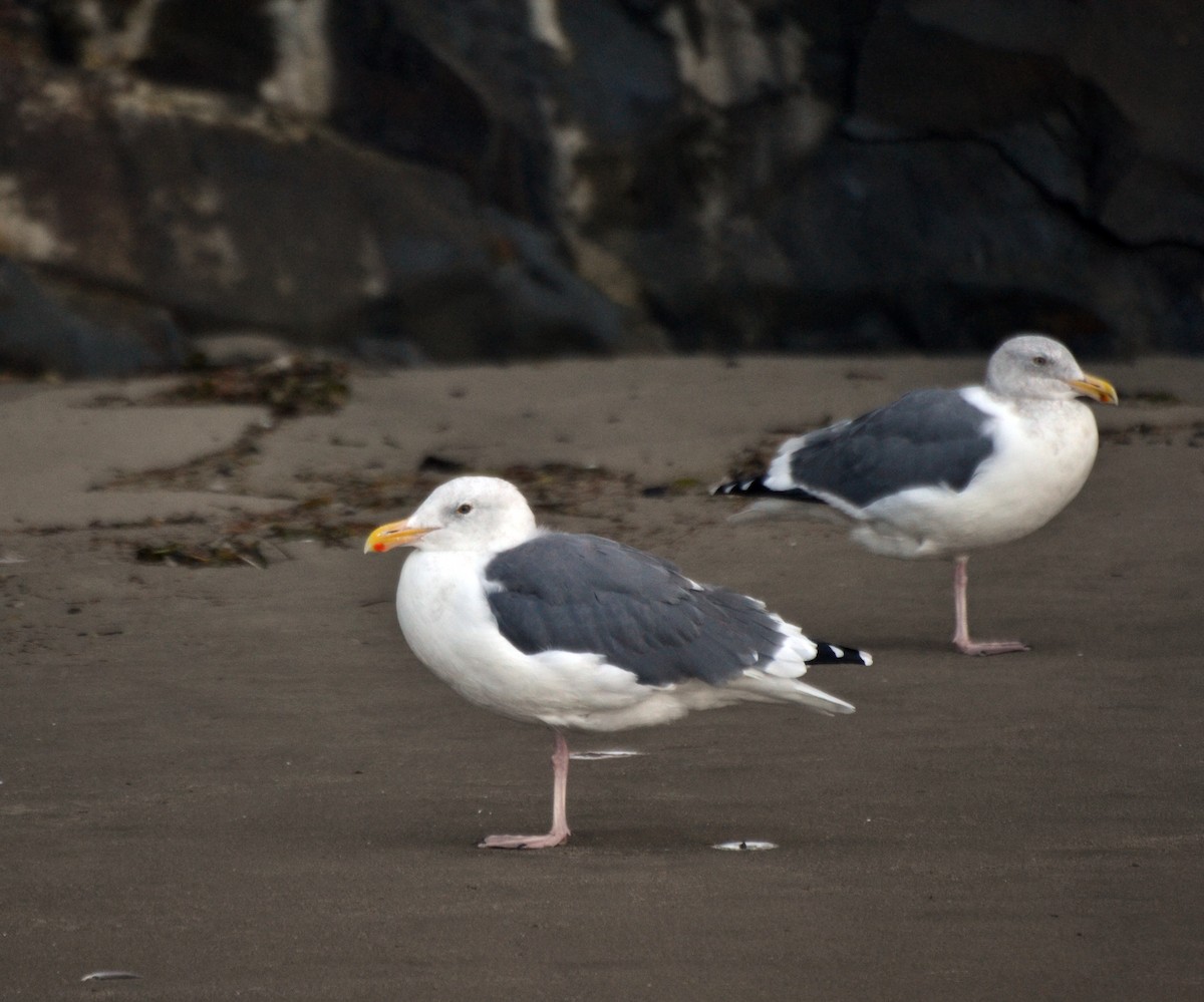 Glaucous-winged Gull - ML644473060
