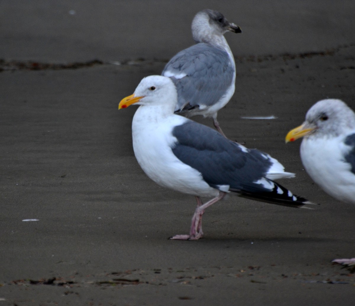 Glaucous-winged Gull - ML644473061