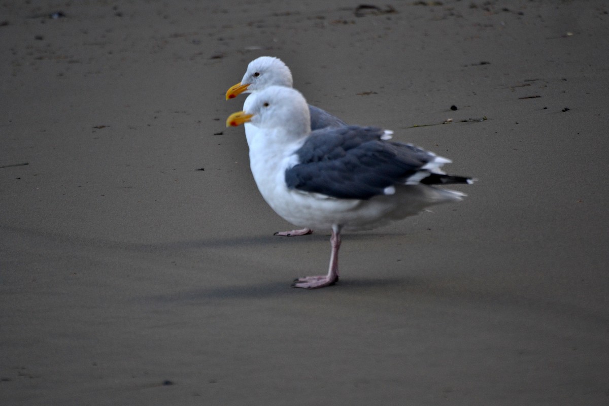 Western Gull - ML644473062