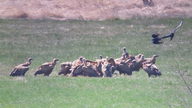 Vautour fauve - ML644473063