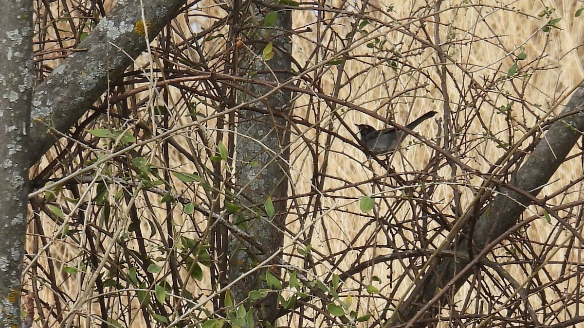 Fauvette mélanocéphale - ML644473065