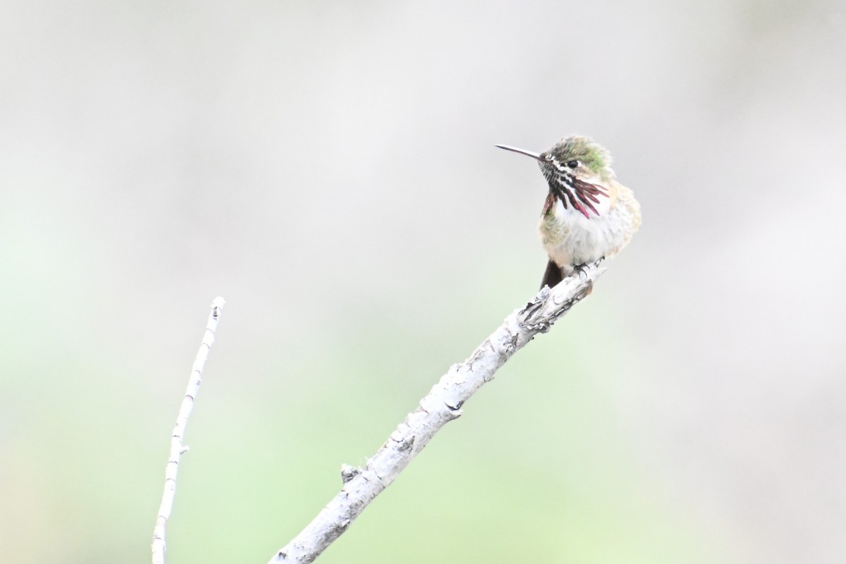 Calliope Hummingbird - ML644473070
