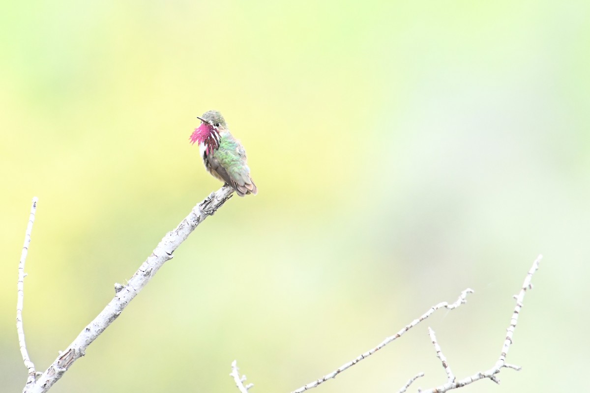 Calliope Hummingbird - ML644473084